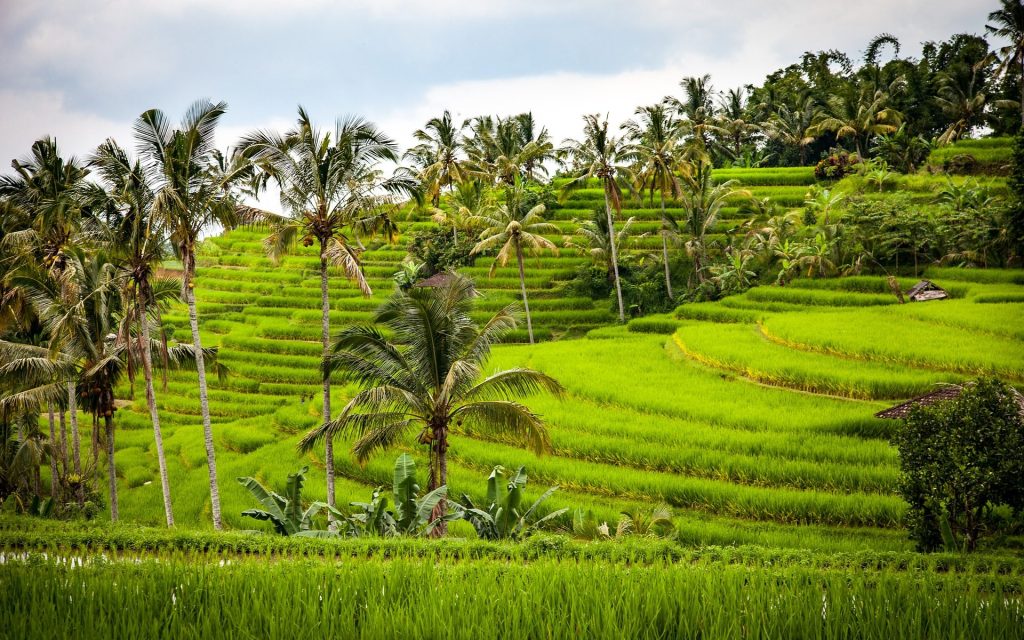 Bali, a tourism booming. How to deal with the environmental pressure? 1/2