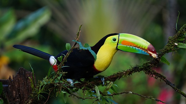 Costa Rica, the leading country for sustainable tourism seen from space