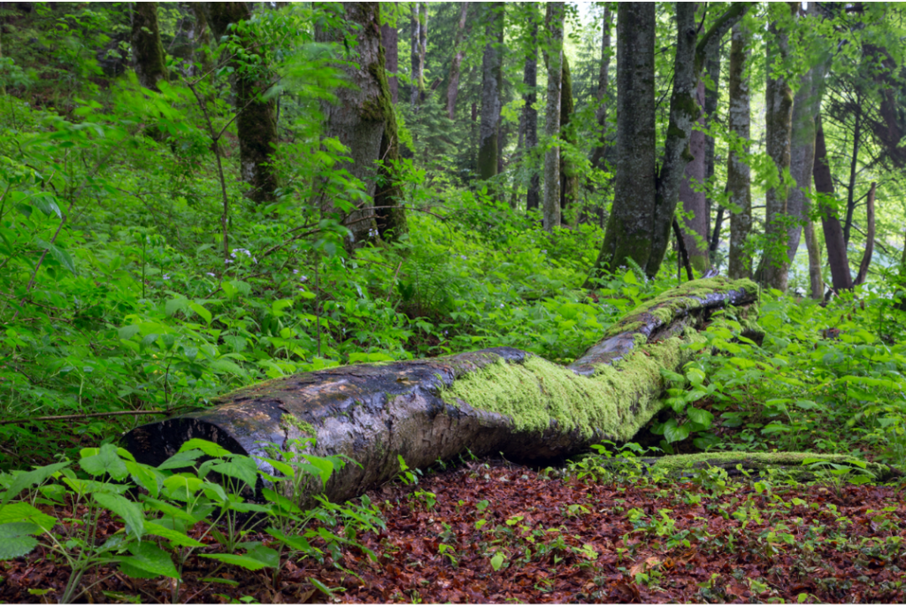 Forêt, ©canva