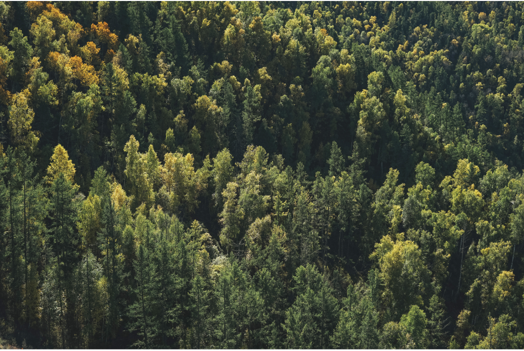 La santé des forêts : de l’observation spatiale aux actions de gestion